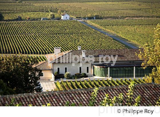 VIGNOBLE ET CHATEAU  PAVIE , 1ER GRAND CRU CLASSE, AOC SAINT-EMILION, GIRONDE. (33V47519.jpg)