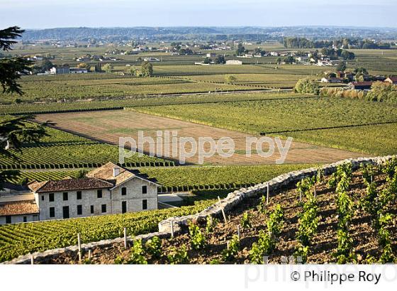 VIGNOBLE ET CHATEAU  PAVIE , 1ER GRAND CRU CLASSE, AOC SAINT-EMILION, GIRONDE. (33V47520.jpg)