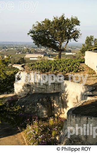 VIGNOBLE ET CHATEAU  PAVIE , 1ER GRAND CRU CLASSE, AOC SAINT-EMILION, GIRONDE. (33V47523.jpg)