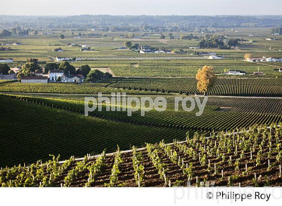 VIGNOBLE ET CHATEAU  PAVIE , 1ER GRAND CRU CLASSE, AOC SAINT-EMILION, GIRONDE. (33V47525.jpg)