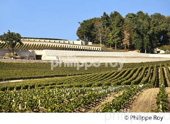 VIGNOBLE ET CHATEAU  PAVIE , 1ER GRAND CRU CLASSE, AOC SAINT-EMILION, GIRONDE. (33V47528.jpg)