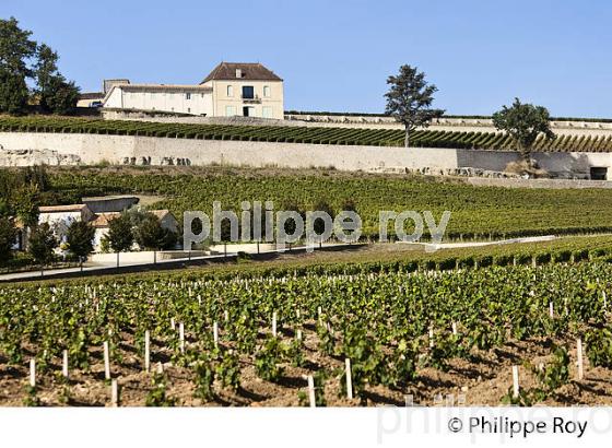 VIGNOBLE ET CHATEAU  PAVIE  DECESSE, AOC SAINT-EMILION, GIRONDE. (33V47529.jpg)