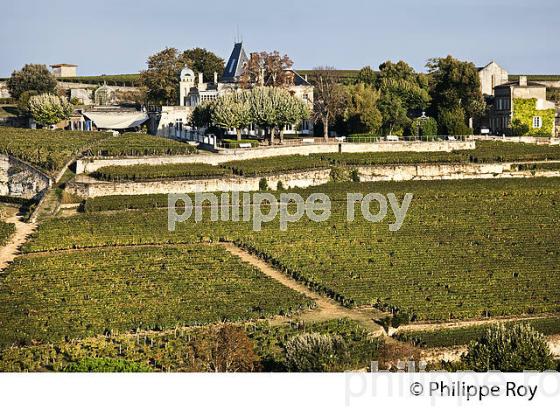 VIGNOBLE DE COTE    ET LE   CHATEAU AUONE,  AOC SAINT-EMILION, GIRONDE. (33V47540.jpg)
