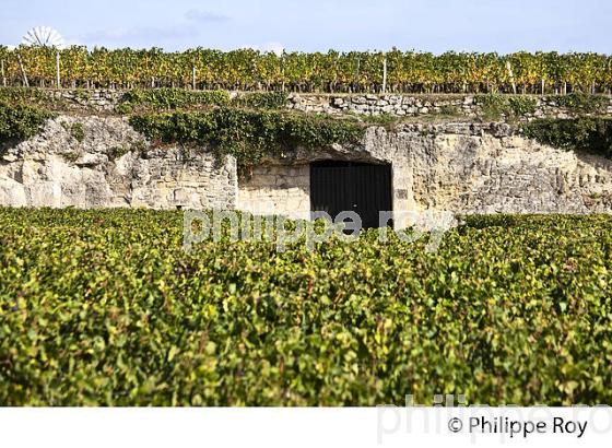 VIGNOBLE  SUR ROCHER CALCAIRE DU PLATEAU,  AOC SAINT-EMILION, GIRONDE. (33V47602.jpg)