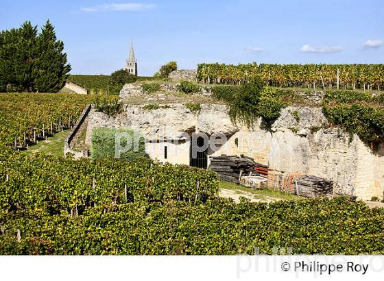VIGNOBLE  SUR ROCHER CALCAIRE DU PLATEAU,  AOC SAINT-EMILION, GIRONDE. (33V47603.jpg)