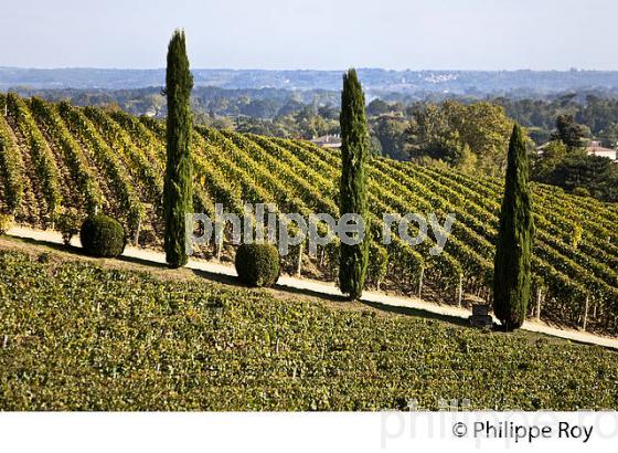 VIGNOBLE,  SUR LE PLATEAU  CALCAIRE  , CHATEAU BELAIR,  AOC SAINT-EMILION, GIRONDE. (33V47606.jpg)