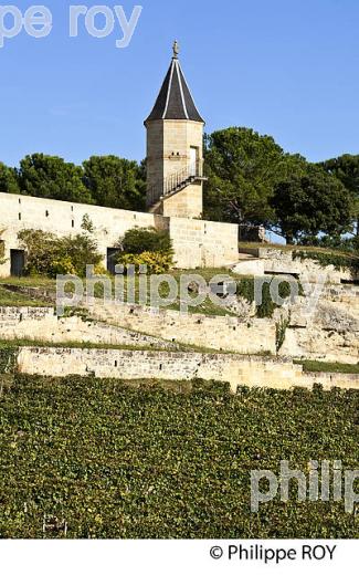 VIGNOBLE DE LA COTE ET LE  CLOS DE LA MADELEINE,  AOC SAINT-EMILION, GIRONDE. (33V47607.jpg)