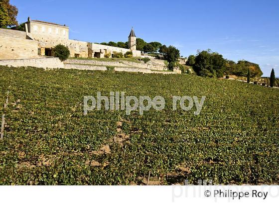 VIGNOBLE DE LA COTE ET LE  CLOS DE LA MADELEINE,  AOC SAINT-EMILION, GIRONDE. (33V47609.jpg)