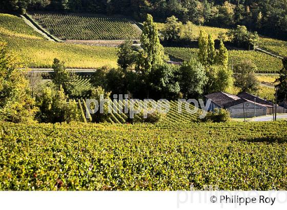 PAYSAGE VITICOLE,  AOC SAINT-EMILION,  , SAINT CHRISTOPHE DES BARDES, GIRONDE. (33V47621.jpg)