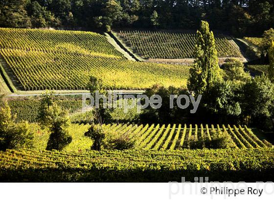 PAYSAGE VITICOLE,  AOC SAINT-EMILION,  , SAINT CHRISTOPHE DES BARDES, GIRONDE. (33V47622.jpg)