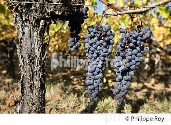 GRAPPE DE RAISIN ROUGE, CEPAGE CABERNET,  AOC SAINT-EMILION, GIRONDE. (33V47632.jpg)