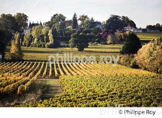 VIGNOBLE ET CHATEAU DE MONBADON ,  AOC LUSSAC- SAINT-EMILION, GIRONDE. (33V47734.jpg)