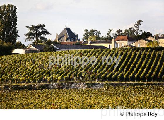 VIGNOBLE ET CHATEAU DE MONBADON ,  AOC LUSSAC- SAINT-EMILION, GIRONDE. (33V47736.jpg)