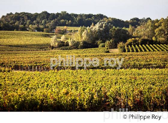 VIGNOBLE ET CHATEAU DE MONBADON ,  AOC LUSSAC- SAINT-EMILION, GIRONDE. (33V47737.jpg)