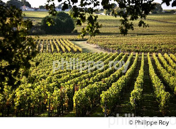 VIGNOBLE ET CHATEAU DE MONBADON ,  AOC LUSSAC- SAINT-EMILION, GIRONDE. (33V47738.jpg)