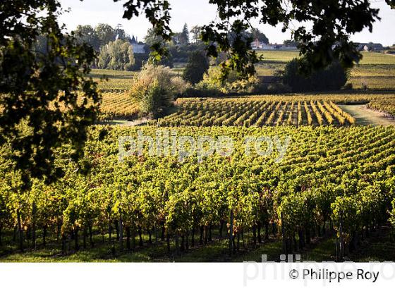 VIGNOBLE ET CHATEAU DE MONBADON ,  AOC LUSSAC- SAINT-EMILION, GIRONDE. (33V47739.jpg)