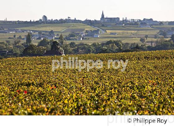 PAYSAGE VITICOLE ,  AOC  MONTAGNE SAINT-EMILION, GIRONDE. (33V47801.jpg)