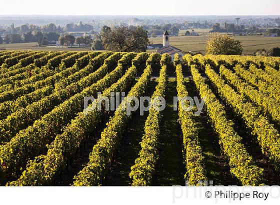 VIGNOBLE DE SAINT EMILION ET CLOCHER DU CHATEAU CROIX CANON,  SAINT-EMILION, GIRONDE. (33V47823.jpg)