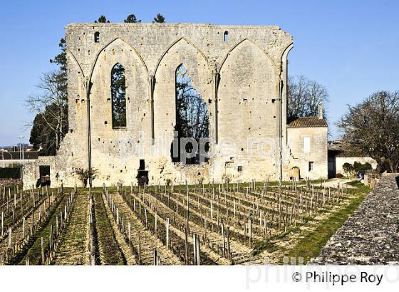 LE MUR DES DOMINICAINS , VESTIGES  DE L' EGLISE GOTHIQUE DU 14 EME SIECLE DU COUVENT DES DOMINICAINS, ET VIGNES DU CHATEU  LES GRANDES MURAILLES,   GRAND CRU CRU CLASSE, AOC SAINT EMILION, VILLAGE  MEDIEVAL ET FORTIFIE  DE SAINT EMILION, GIRONDE, AQUITAINE, NOUVELLE AQUITAINE,  FRANCE. (33V47901.jpg)