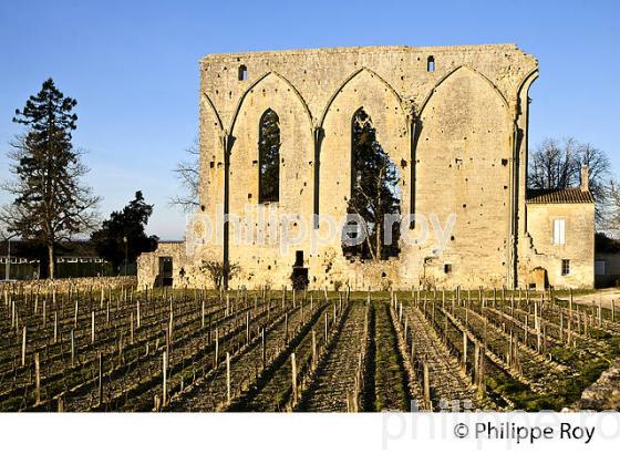 LE MUR DES DOMINICAINS , VESTIGES  DE L' EGLISE GOTHIQUE DU 14 EME SIECLE DU COUVENT DES DOMINICAINS, ET VIGNES DU CHATEU  LES GRANDES MURAILLES,   GRAND CRU CRU CLASSE, AOC SAINT EMILION, VILLAGE  MEDIEVAL ET FORTIFIE  DE SAINT EMILION, GIRONDE, AQUITAINE, NOUVELLE AQUITAINE,  FRANCE. (33V47903.jpg)