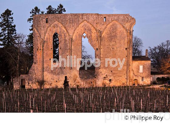 LE MUR DES DOMINICAINS , VESTIGES  DE L' EGLISE GOTHIQUE DU 14 EME SIECLE DU COUVENT DES DOMINICAINS, ET VIGNES DU CHATEU  LES GRANDES MURAILLES,   GRAND CRU CRU CLASSE, AOC SAINT EMILION, VILLAGE  MEDIEVAL ET FORTIFIE  DE SAINT EMILION, GIRONDE, AQUITAINE, NOUVELLE AQUITAINE,  FRANCE. (33V47905.jpg)