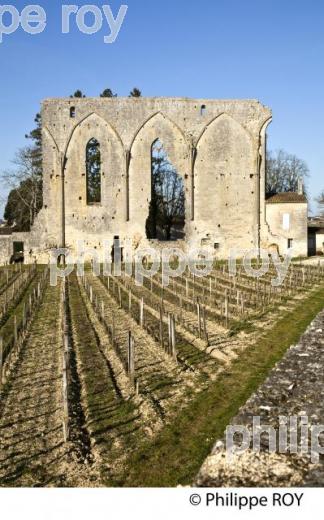 LE MUR DES DOMINICAINS , VESTIGES  DE L' EGLISE GOTHIQUE DU 14 EME SIECLE DU COUVENT DES DOMINICAINS, ET VIGNES DU CHATEU  LES GRANDES MURAILLES,   GRAND CRU CRU CLASSE, AOC SAINT EMILION, VILLAGE  MEDIEVAL ET FORTIFIE  DE SAINT EMILION, GIRONDE, AQUITAINE, NOUVELLE AQUITAINE,  FRANCE. (33V47908.jpg)
