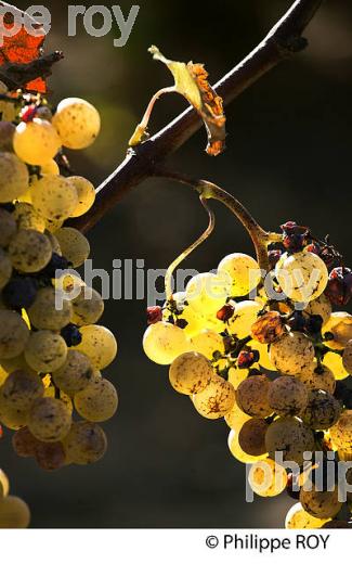 POURRITURE NOBLE, GRAPPE DE RAISIN  BLANC, VIN AOC  BARSAC SAUTERNES , BARSAC, GIRONDE. (33V48117.jpg)