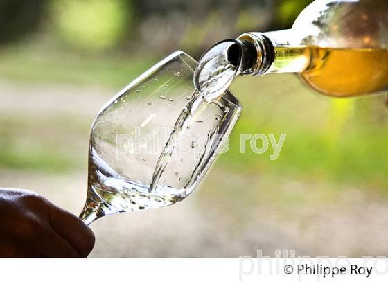 VIN BLANC LIQUOREUX, CHATEAU GRAVAS, VIN AOC  BARSAC SAUTERNES , BARSAC,  GIRONDE. (33V48133.jpg)