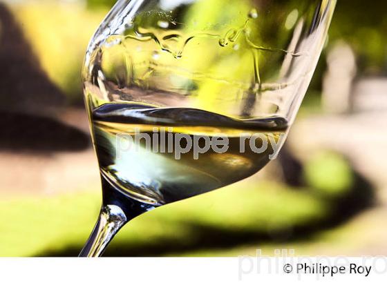 VIN BLANC LIQUOREUX, CHATEAU GRAVAS, VIN AOC  BARSAC SAUTERNES , BARSAC,  GIRONDE. (33V48134.jpg)