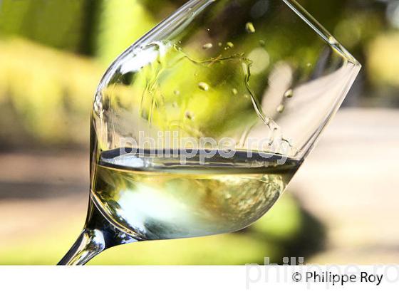 VIN BLANC LIQUOREUX, CHATEAU GRAVAS, VIN AOC  BARSAC SAUTERNES , BARSAC,  GIRONDE. (33V48135.jpg)
