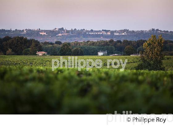 CHATEAU LAFAURIE-PEYRAGUEY,  VIN AOC  SAUTERNES, HOTEL RESTAURANT LALIQUE , GIRONDE. (33V48212.jpg)