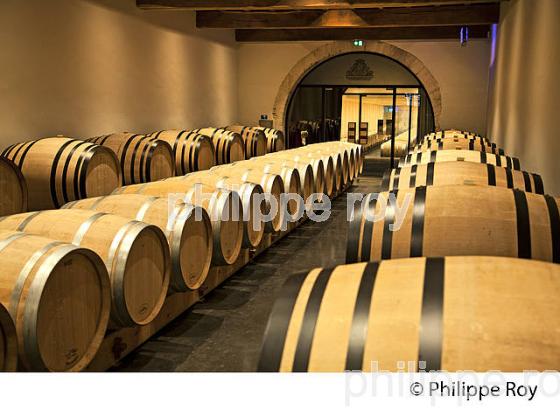 CHAI A BARRIQUES,   CHATEAU LAFAURIE-PEYRAGUEY,  VIN AOC  SAUTERNES , GIRONDE. (33V48221.jpg)