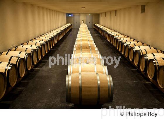 CHAI A BARRIQUES,   CHATEAU LAFAURIE-PEYRAGUEY,  VIN AOC  SAUTERNES , GIRONDE. (33V48222.jpg)