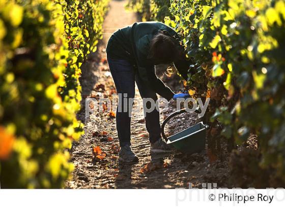 VENDANGES MANUELLES AU CHATEAU LAFAURIE-PEYRAGUEY,  VIN AOC  SAUTERNES , GIRONDE. (33V48227.jpg)
