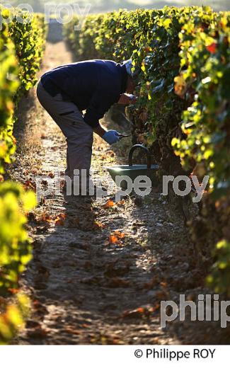 VENDANGES MANUELLES AU CHATEAU LAFAURIE-PEYRAGUEY,  VIN AOC  SAUTERNES , GIRONDE. (33V48228.jpg)