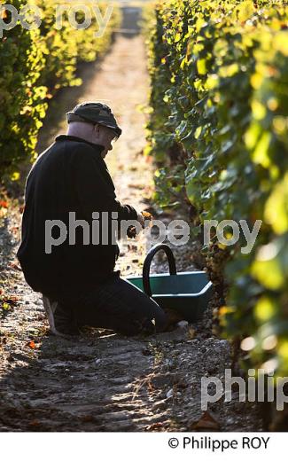 VENDANGES MANUELLES AU CHATEAU LAFAURIE-PEYRAGUEY,  VIN AOC  SAUTERNES , GIRONDE. (33V48229.jpg)