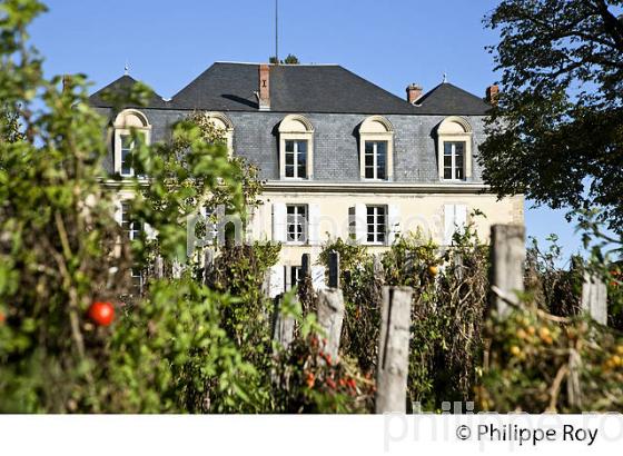 CHATEAU GUIRAUD, 1 ER GRAND CRU CLASSE ,   VIN AOC  SAUTERNES , GIRONDE. (33V48232.jpg)
