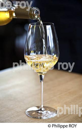 DEGUSTATION, VIN  DU  CHATEAU GUIRAUD, 1 ER GRAND CRU CLASSE,  AOC  SAUTERNES , GIRONDE. (33V48239.jpg)
