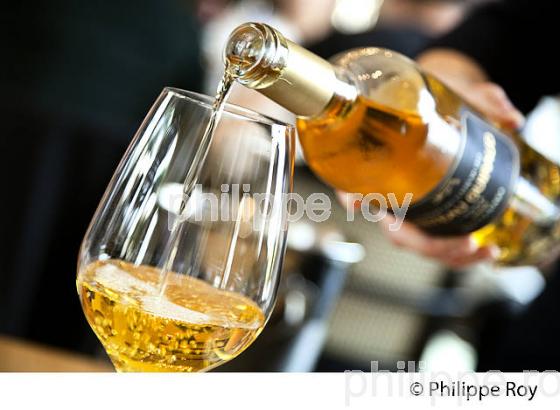DEGUSTATION, VIN  DU  CHATEAU GUIRAUD, 1 ER GRAND CRU CLASSE,  AOC  SAUTERNES , GIRONDE. (33V48301.jpg)