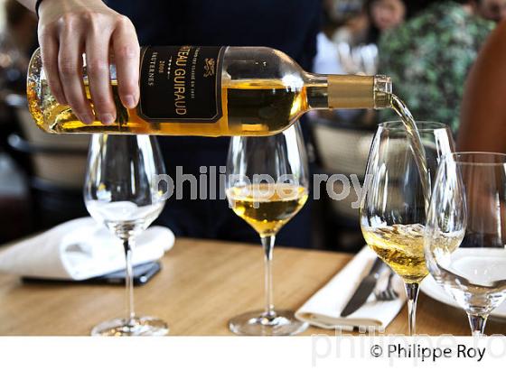DEGUSTATION, VIN  DU  CHATEAU GUIRAUD, 1 ER GRAND CRU CLASSE,  AOC  SAUTERNES , GIRONDE. (33V48303.jpg)