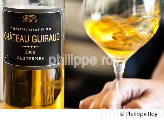 DEGUSTATION, VIN  DU  CHATEAU GUIRAUD, 1 ER GRAND CRU CLASSE,  AOC  SAUTERNES , GIRONDE. (33V48305.jpg)