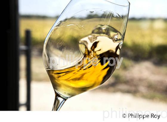 DEGUSTATION, VIN  DU  CHATEAU GUIRAUD, 1 ER GRAND CRU CLASSE,  AOC  SAUTERNES , GIRONDE. (33V48306.jpg)
