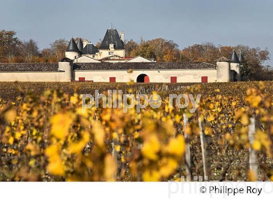 VIGNE ET CHATEAU SUDUIRAUT, 1ER GRAND CRU CLASSE, ,  ET LE VIGNOBLE  AOC  SAUTERNES , GIRONDE (33V48313.jpg)