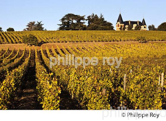 VIGNE ET CHATEAU RAYNE VIGNEAU ,  ET LE VIGNOBLE  AOC  SAUTERNES , GIRONDE (33V48314.jpg)
