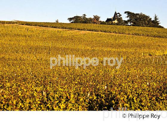 VIGNE ET CHATEAU RAYNE VIGNEAU ,  ET LE VIGNOBLE  AOC  SAUTERNES , GIRONDE (33V48315.jpg)