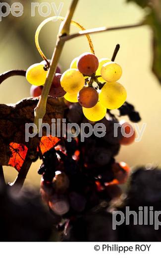 POURRITURE NOBLE, GRAPPE DE RAISIN  BLANC, VIN AOC  SAUTERNES , GIRONDE. (33V48321.jpg)