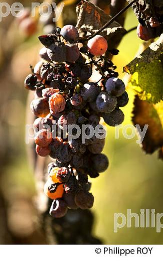 POURRITURE NOBLE, GRAPPE DE RAISIN  BLANC, VIN AOC  SAUTERNES , GIRONDE. (33V48322.jpg)
