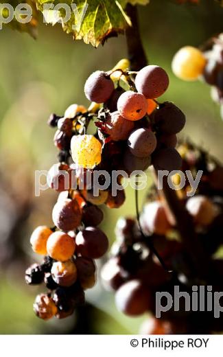 POURRITURE NOBLE, GRAPPE DE RAISIN  BLANC, VIN AOC  SAUTERNES , GIRONDE. (33V48323.jpg)