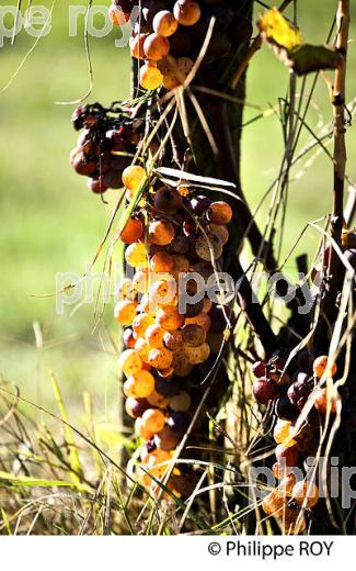 POURRITURE NOBLE, GRAPPE DE RAISIN  BLANC, VIN AOC  SAUTERNES , GIRONDE. (33V48324.jpg)