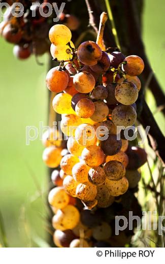 POURRITURE NOBLE, GRAPPE DE RAISIN  BLANC, VIN AOC  SAUTERNES , GIRONDE. (33V48325.jpg)